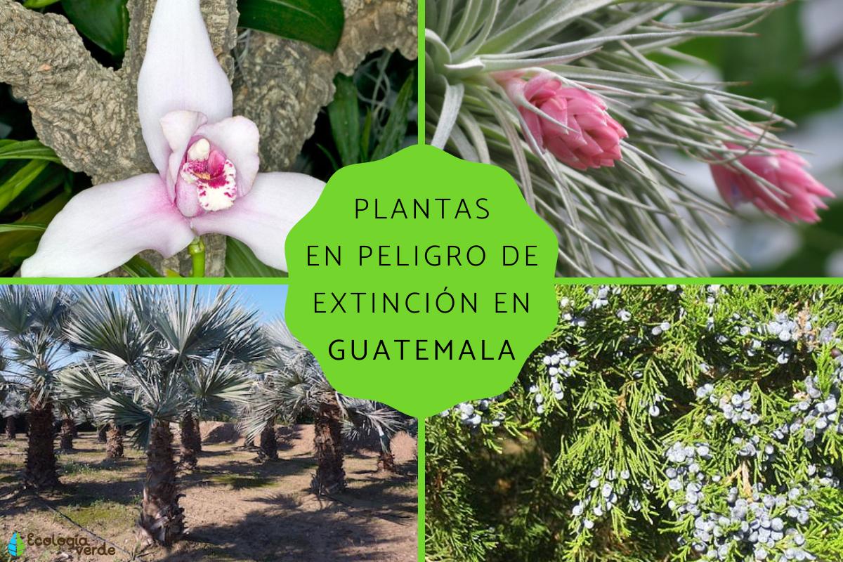 Plantas en peligro de extinción en Guatemala