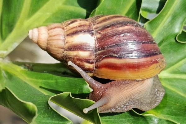 Malacología: qué es, qué estudia y por qué es importante esta rama de la zoología - ¿Qué es la malacología?