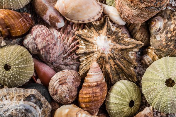 Malacología: qué es, qué estudia y por qué es importante esta rama de la zoología - ¿Qué estudia la malacología exactamente?
