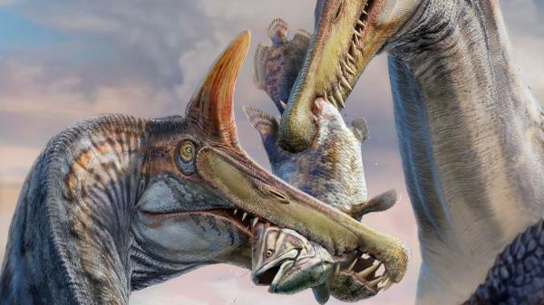 El Spinosaurus “maravilloso”: encontrado en el Sáhara un dinosaurio de 13 metros y cresta en forma de sable - Una cresta de colores y dientes como trampa