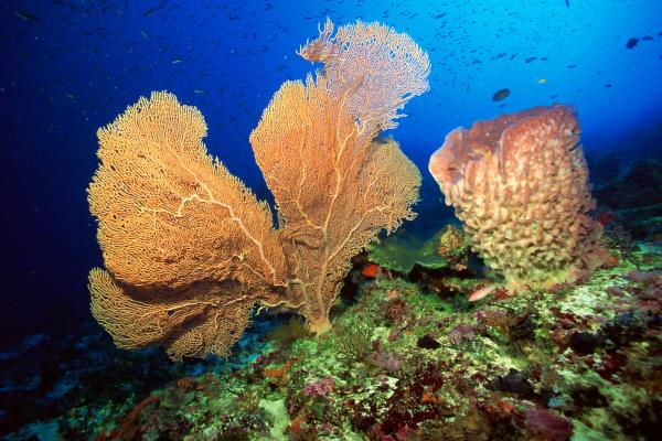 Poríferos: qué son, características, tipos, reproducción y ejemplos - Hábitat de los poríferos