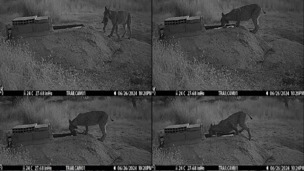 Un comportamiento nunca visto: hembras de lince en Toledo mojan a sus presas antes de alimentarse o dárselas a sus crías - Las imágenes muestran que las hembras de lince remojan expresamente a sus presas