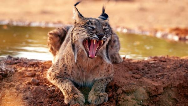 Un comportamiento nunca visto: hembras de lince en Toledo mojan a sus presas antes de alimentarse o dárselas a sus crías - Por qué las hembras de lince mojan a sus presas: las hipótesis de los científicos