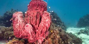 Poríferos: qué son, características, tipos, reproducción y ejemplos