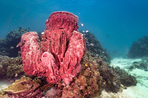 Poríferos: qué son, características, tipos, reproducción y ejemplos