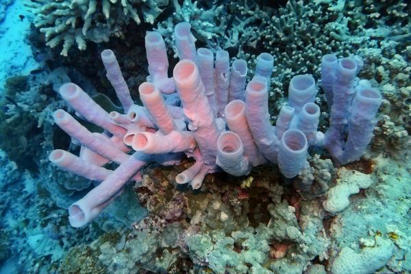 Poríferos: qué son, características, tipos, reproducción y ejemplos - Qué son los poríferos y sus características