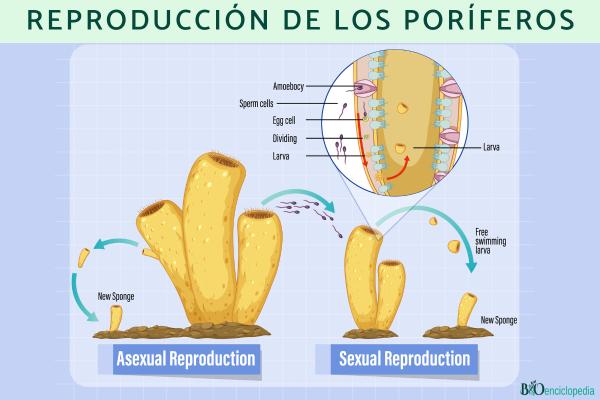 Poríferos: qué son, características, tipos, reproducción y ejemplos - Reproducción de los poríferos