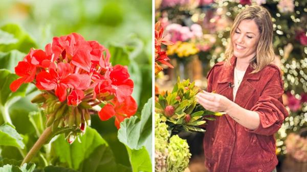 Natalia Sáez, experta en jardinería: “Cuando los geranios están en flor y hace calor, necesitan mucho más riego de lo normal” - Geranios en exterior: el único momento en el que debes meterlos dentro de casa