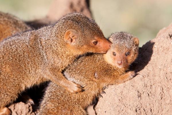 Mangosta - Reproducción de la mangosta