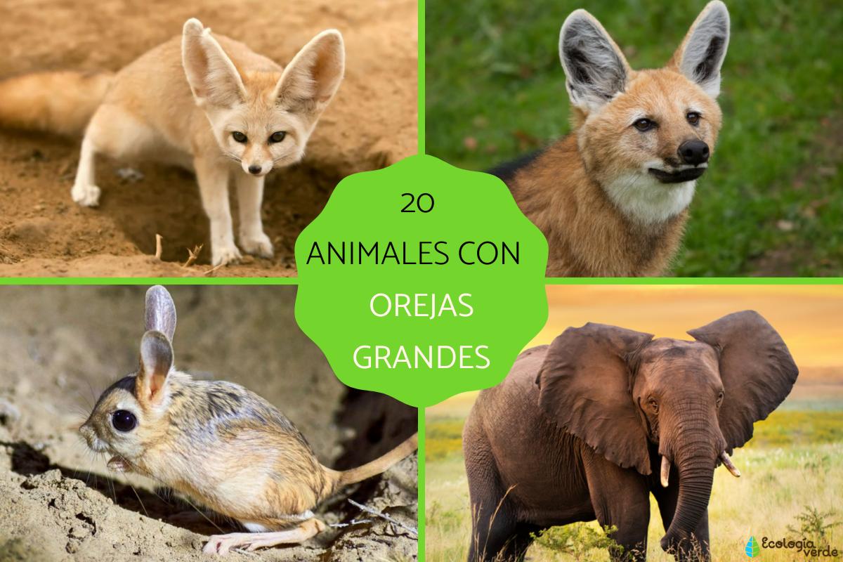 Animales con orejas grandes