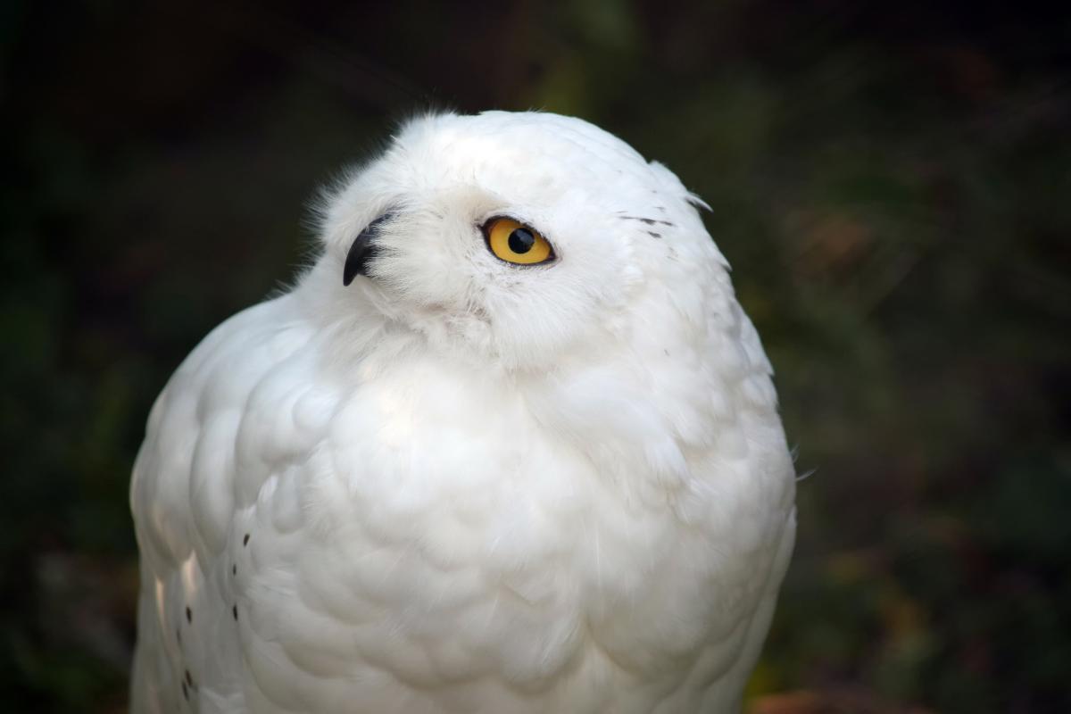 Búho nival