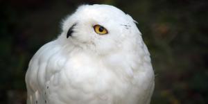 Búho nival