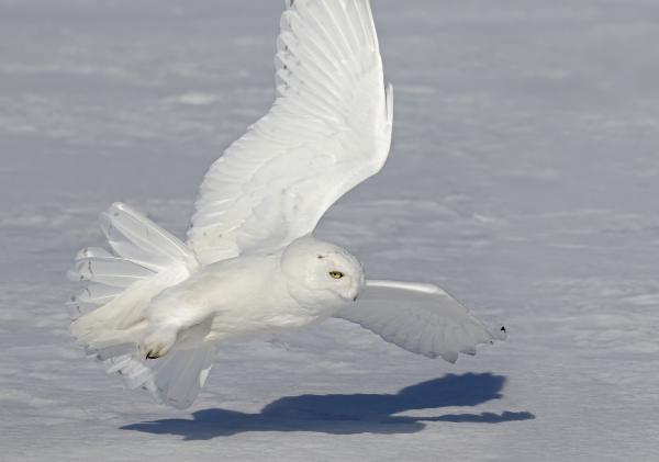 Búho nival - Características del búho nival 