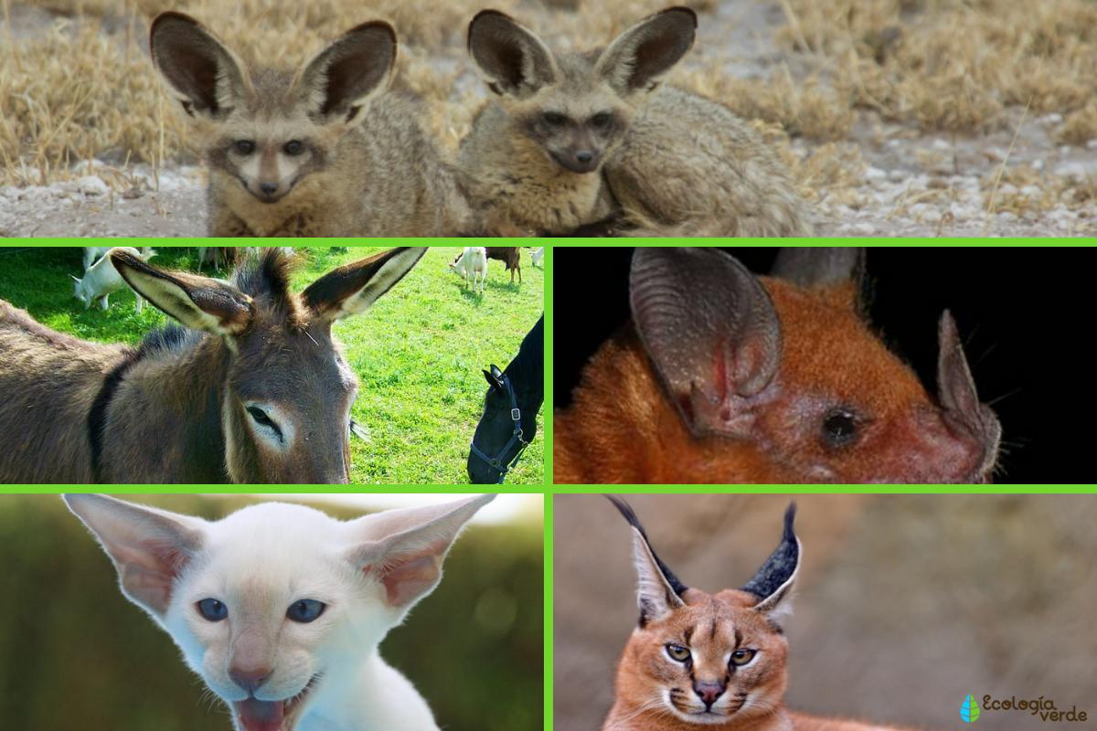 20 animales con orejas grandes Nombres, características y fotos