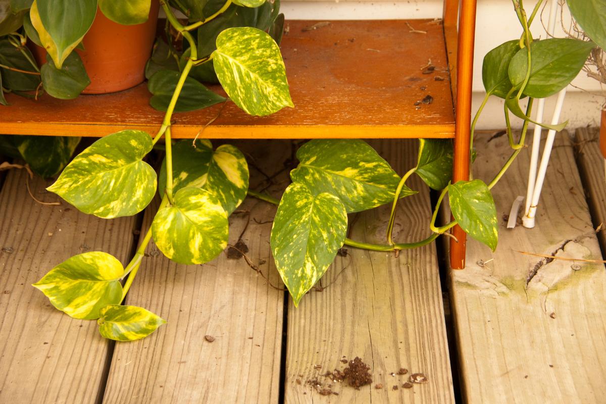 Poto con las hojas amarillas: causas y qué hacer