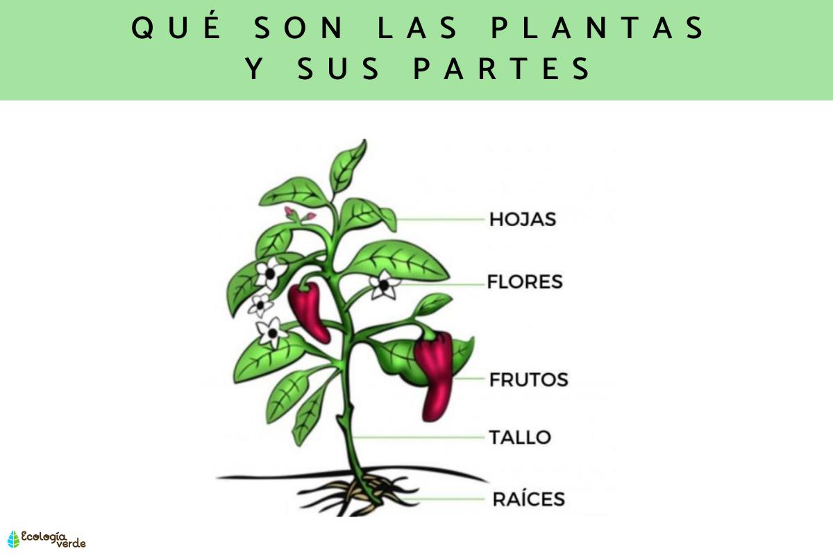 Qué son las plantas