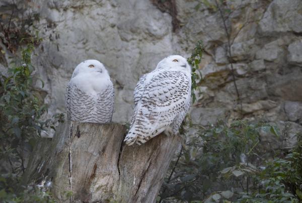 Búho nival - Reproducción del búho nival 