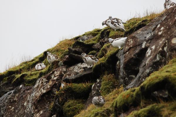 Perdiz nival - Alimentación de la perdiz nival