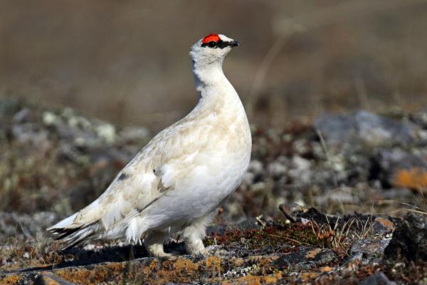 Perdiz nival - Amenazas y conservación de la perdiz nival