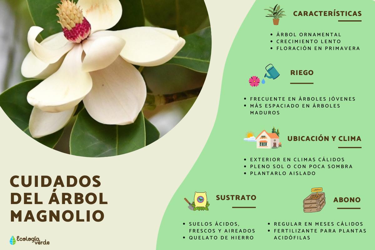 Árbol magnolio: cuidados y cuándo florece