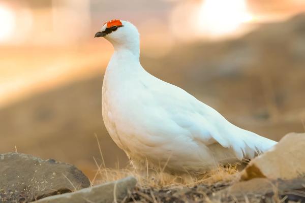 Perdiz nival - Características de la perdiz nival