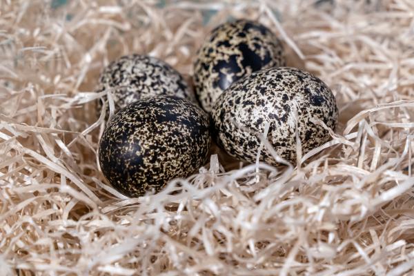 Perdiz nival - Reproducción de la perdiz nival