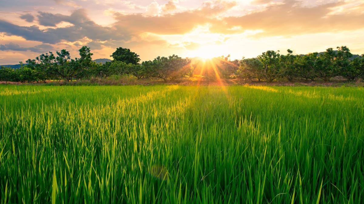 Un agricultor abandonó el cultivo de una granja de 152 hectáreas en 1988: 38 años después se ha convertido en un refugio para animales