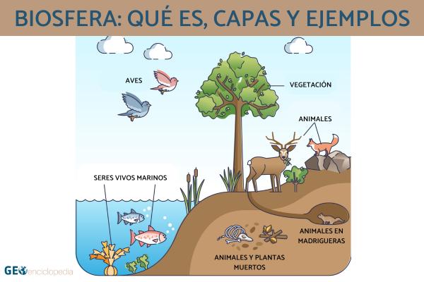 Biosfera: qué es, capas y ejemplos