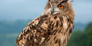 Búho real o Bubo bubo