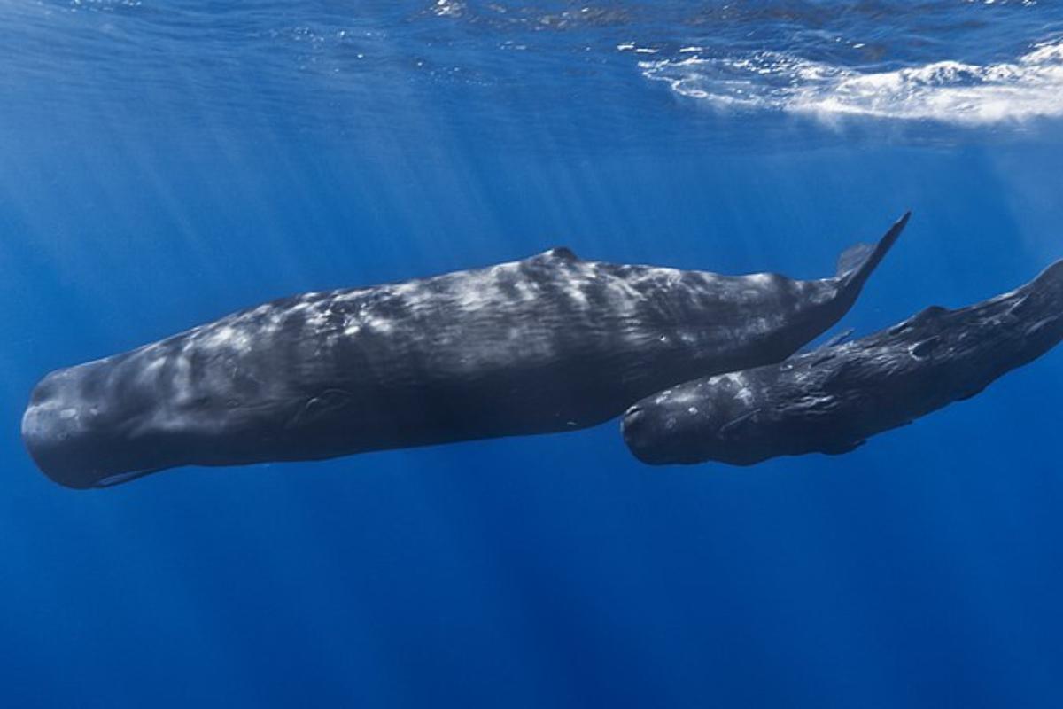 Cachalote: características, alimentación y hábitat