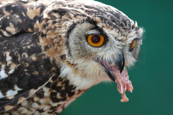 Búho real o Bubo bubo - ¿Cuál es la alimentación del búho real?