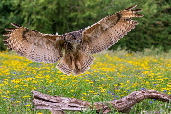 Búho real o Bubo bubo - ¿Cuáles son las amenazas y conservación del búho real?