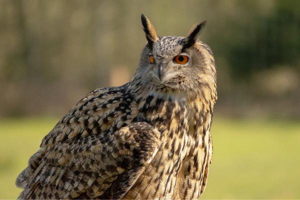Búho real o Bubo bubo - ¿Cuáles son las características del búho real?