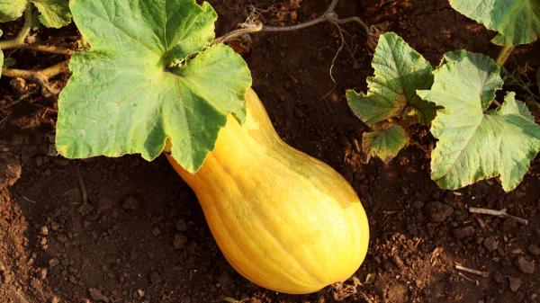 Un agricultor aragonés entrega las semillas que su familia conserva desde hace 200 años para evitar que desaparezcan dos calabazas tradicionales - El papel de los bancos de germoplasma para conservar semillas