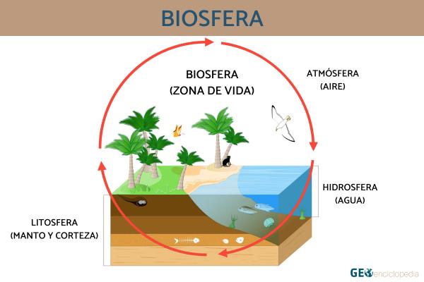 Biosfera: qué es, capas y ejemplos - Qué es la biosfera y sus componentes