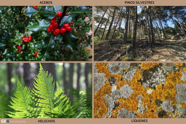 Río Lozoya - Flora y fauna del río Lozoya