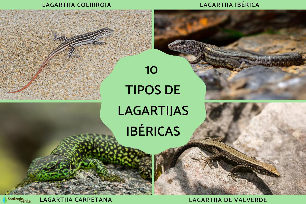 Tipos de lagartijas ibéricas