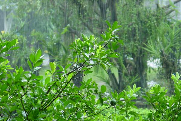 Clima monzónico: qué es, dónde se encuentra y características - Qué es el clima monzónico