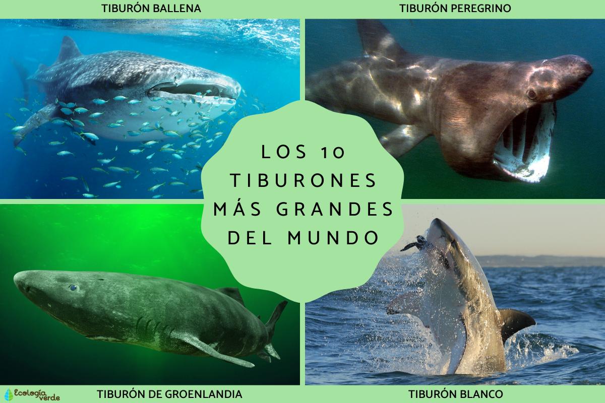 Tiburones más grandes del mundo