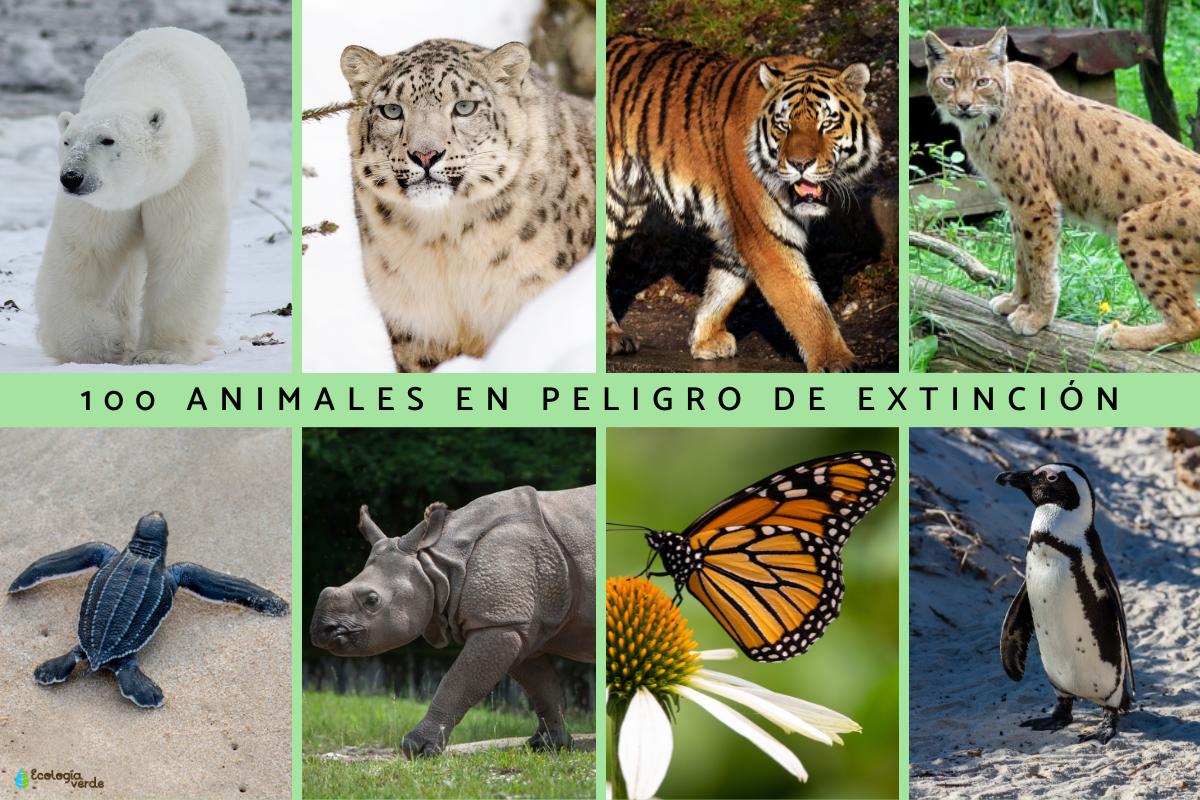 Animales En Peligro De Extincion Resumen Para Niños