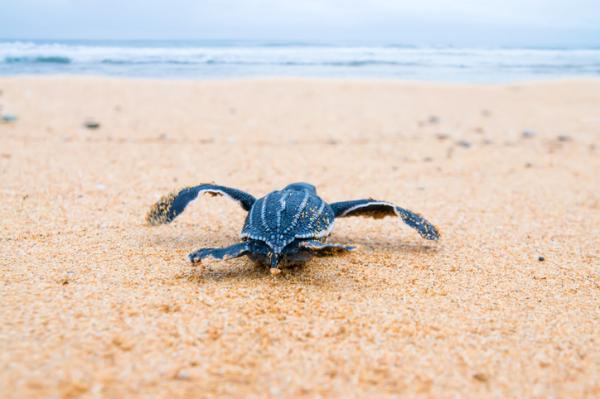 Animales en peligro de extinción - ¿La tortuga laúd está en peligro de extinción?