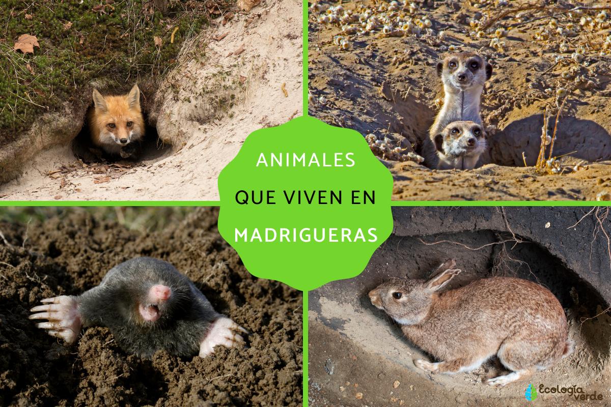 Animales que viven en madrigueras