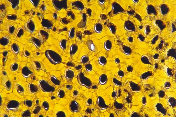 Plasmodesmos: qué son, función y estructura - Función de los plasmodesmos