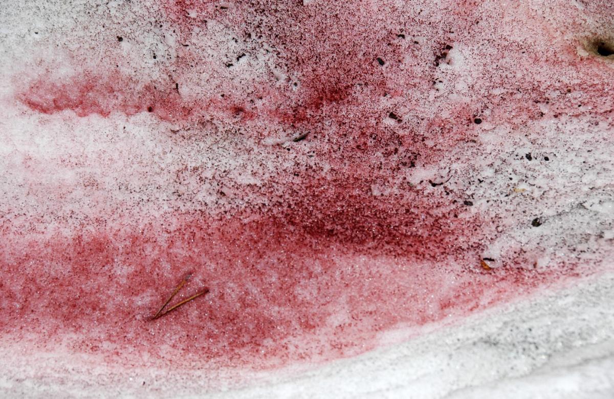 Nieve rosa o nieve de sandía: qué es, dónde hay y peligros
