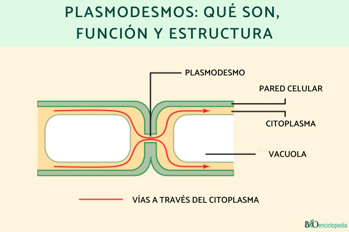 Plasmodesmos: qué son, función y estructura