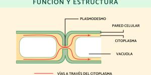 Plasmodesmos: qué son, función y estructura