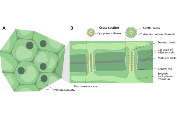 Plasmodesmos: qué son, función y estructura - Qué son los plasmodesmos