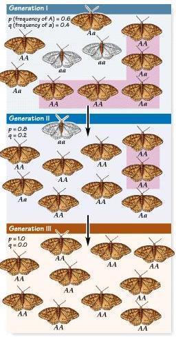 Mecanismos de la Evolución - Deriva genética
