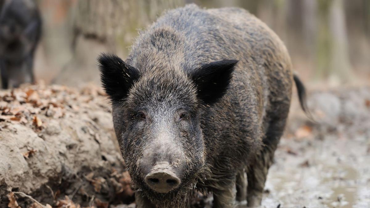El inesperado efecto del accidente nuclear de Fukushima: un híbrido que se reproduce más rápido que el jabalí salvaje