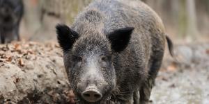 El inesperado efecto del accidente nuclear de Fukushima: un híbrido que se reproduce más rápido que el jabalí salvaje